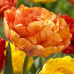 TULP Sunlover