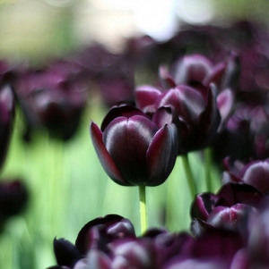 TULP Queen of Night