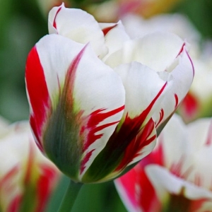 TULP Flaming Springgreen