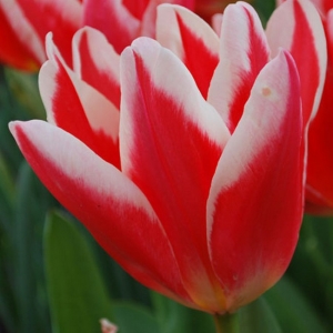 TULP Pirand