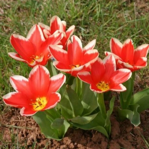 TULP Pirand