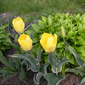 TULP Easter Moon