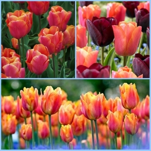 TULP Jimmy