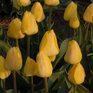 TULP Lemon Giant