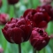 TULP Uncle Tom