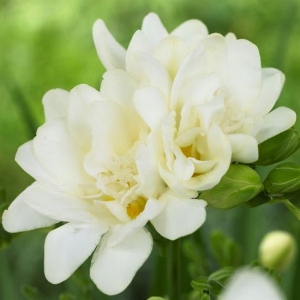 HÜBRIIDFREESIA täidisõieline valge