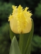 TULP Crispy Mary