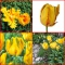 TULP La Courtine Parrot