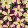 PETUUNIA 'Lavina Purple Yellow Star' F1