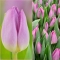 TULP 'Light Pink Prince'