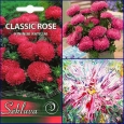 ASTER 'Classic Rose' 